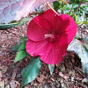 Meet your Posher, Martha